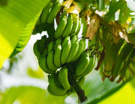 Découverte banane Martinique